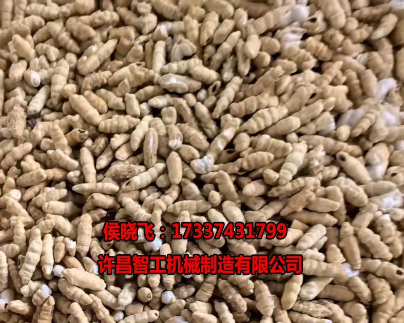 7.15日，客户试机炒制糯米